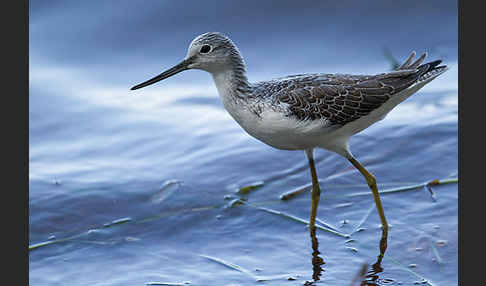 Grünschenkel (Tringa nebularia)