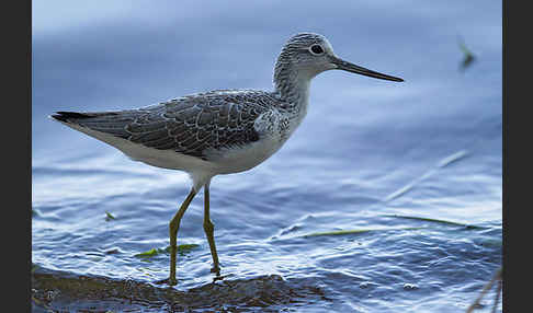 Grünschenkel (Tringa nebularia)