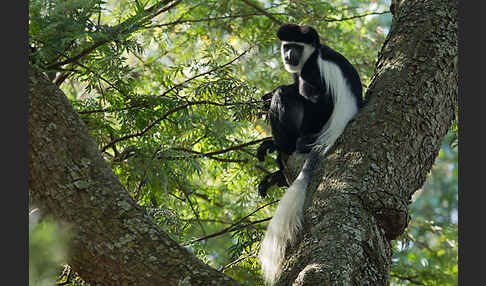 Mantelaffe (Colobus guereza)