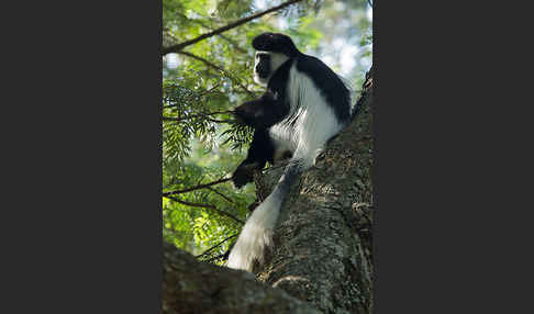 Mantelaffe (Colobus guereza)