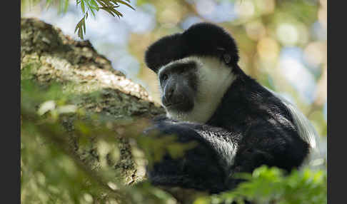 Mantelaffe (Colobus guereza)