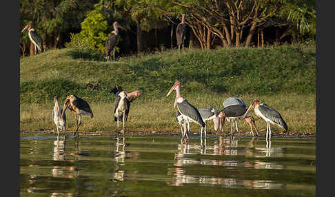 Marabu (Leptoptilos crumiferus)