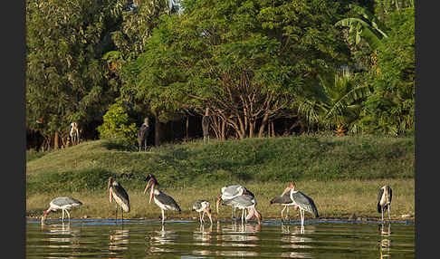 Marabu (Leptoptilos crumiferus)