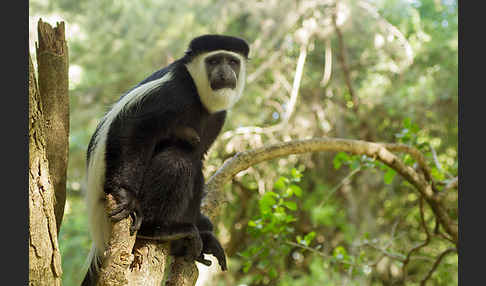 Mantelaffe (Colobus guereza)