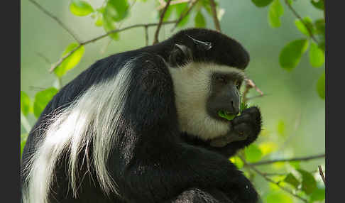 Mantelaffe (Colobus guereza)