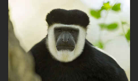 Mantelaffe (Colobus guereza)