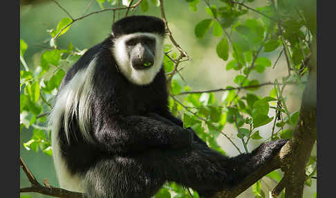 Mantelaffe (Colobus guereza)