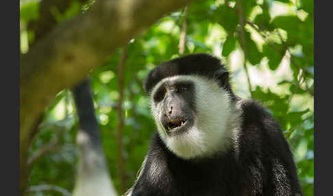 Mantelaffe (Colobus guereza)