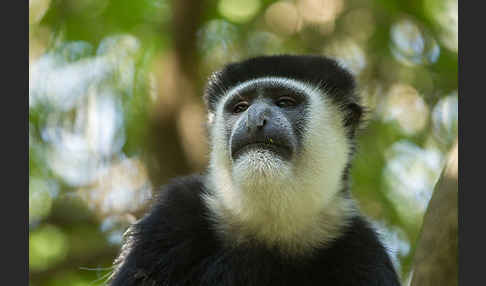 Mantelaffe (Colobus guereza)