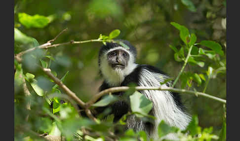 Mantelaffe (Colobus guereza)