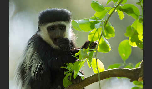 Mantelaffe (Colobus guereza)