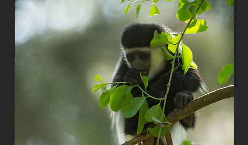 Mantelaffe (Colobus guereza)