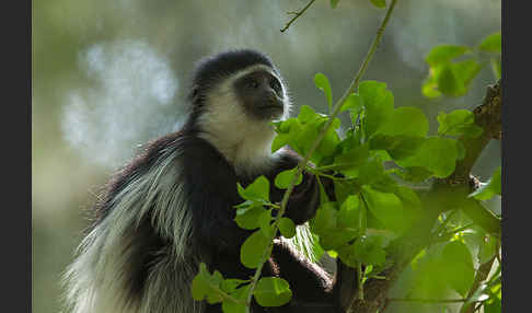 Mantelaffe (Colobus guereza)