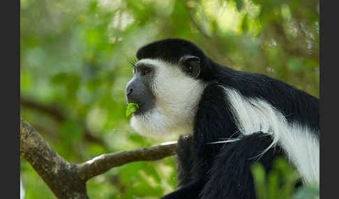 Mantelaffe (Colobus guereza)