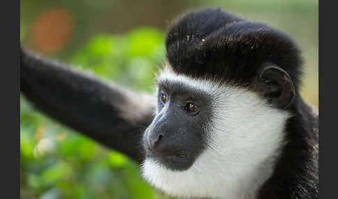 Mantelaffe (Colobus guereza)