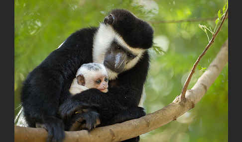 Mantelaffe (Colobus guereza)