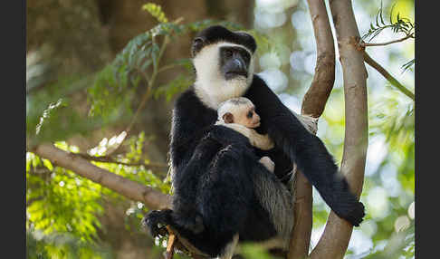 Mantelaffe (Colobus guereza)