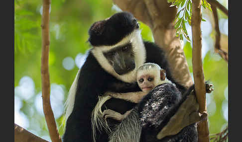 Mantelaffe (Colobus guereza)