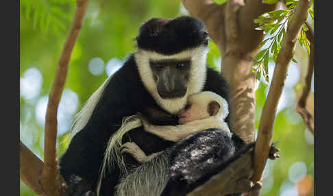 Mantelaffe (Colobus guereza)