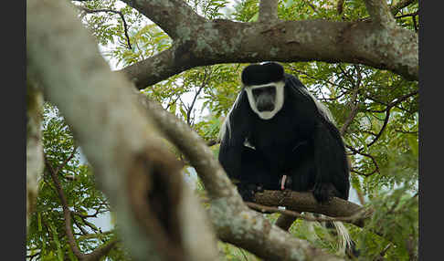 Mantelaffe (Colobus guereza)