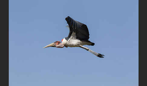 Marabu (Leptoptilos crumiferus)