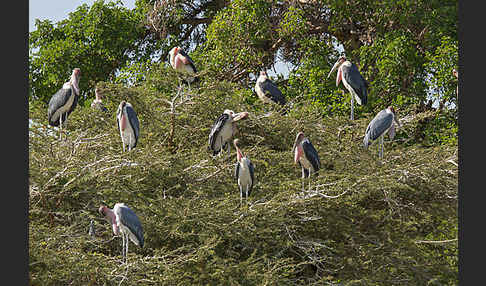 Marabu (Leptoptilos crumiferus)