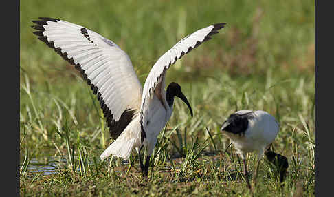 Heiliger Ibis (Threskiornis aethiopicus)