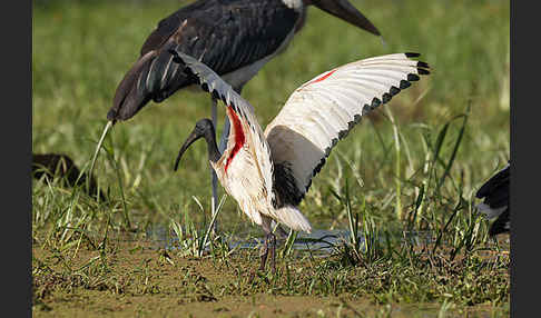 Heiliger Ibis (Threskiornis aethiopicus)