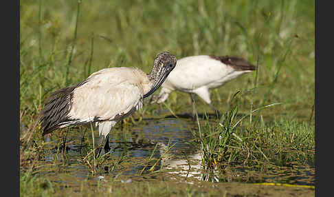 Heiliger Ibis (Threskiornis aethiopicus)