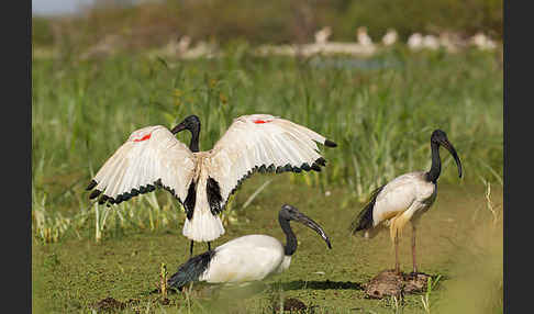 Heiliger Ibis (Threskiornis aethiopicus)