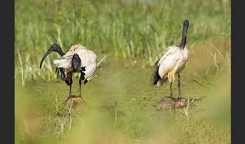 Heiliger Ibis (Threskiornis aethiopicus)