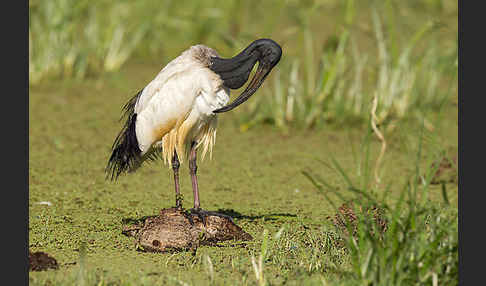 Heiliger Ibis (Threskiornis aethiopicus)