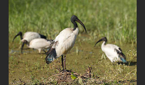 Heiliger Ibis (Threskiornis aethiopicus)