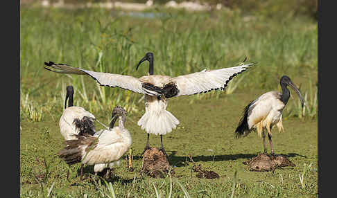 Heiliger Ibis (Threskiornis aethiopicus)