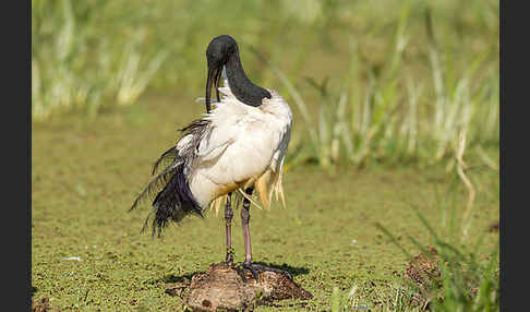 Heiliger Ibis (Threskiornis aethiopicus)