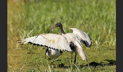 Heiliger Ibis (Threskiornis aethiopicus)