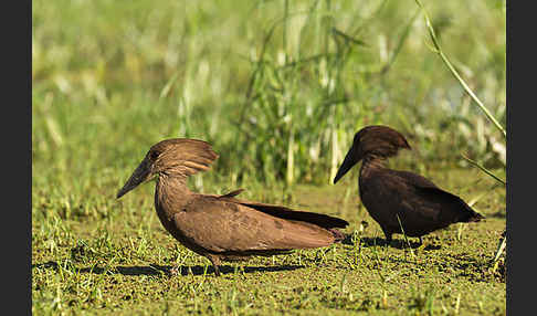 Hammerkopf (Scopus umbretta)