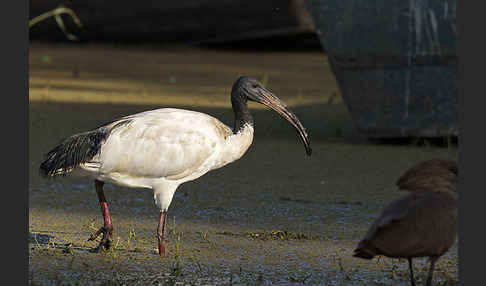 Heiliger Ibis (Threskiornis aethiopicus)