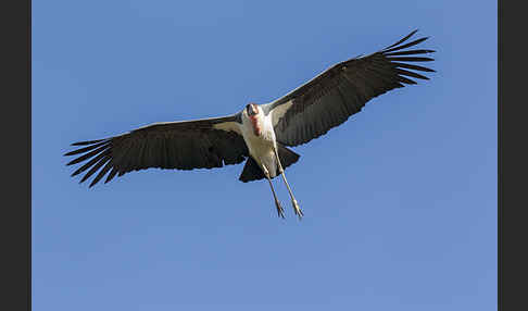 Marabu (Leptoptilos crumiferus)