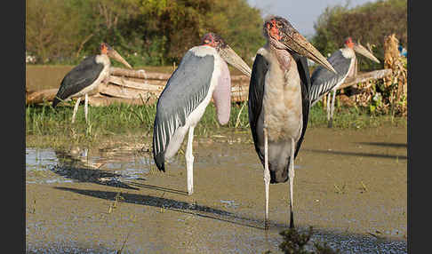 Marabu (Leptoptilos crumiferus)