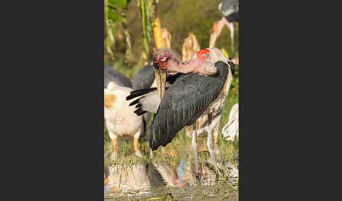 Marabu (Leptoptilos crumiferus)