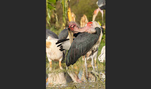 Marabu (Leptoptilos crumiferus)