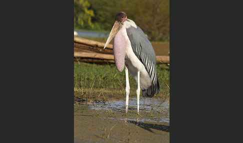 Marabu (Leptoptilos crumiferus)