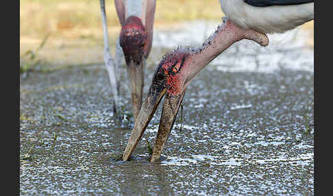 Marabu (Leptoptilos crumiferus)