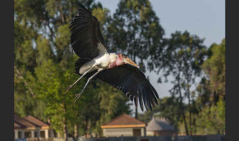 Marabu (Leptoptilos crumiferus)