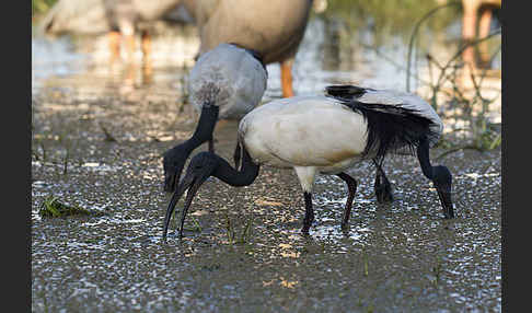 Heiliger Ibis (Threskiornis aethiopicus)