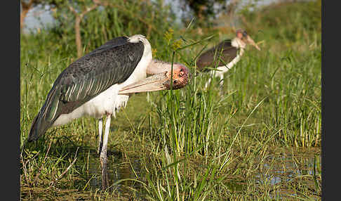 Marabu (Leptoptilos crumiferus)