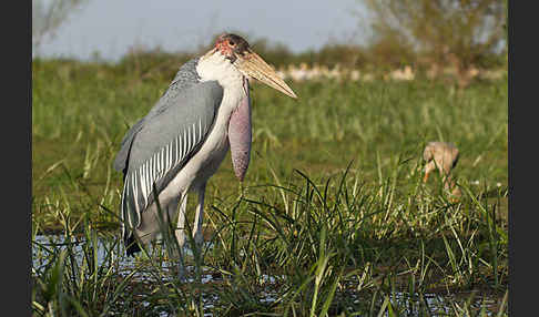 Marabu (Leptoptilos crumiferus)