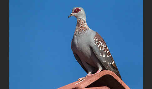 Guineataube (Columba guinea)