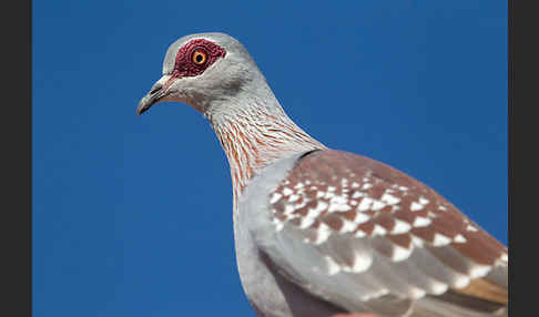 Guineataube (Columba guinea)